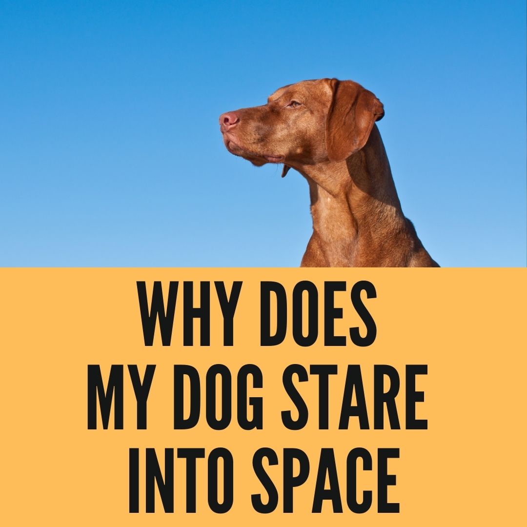 why does my dog stare into space