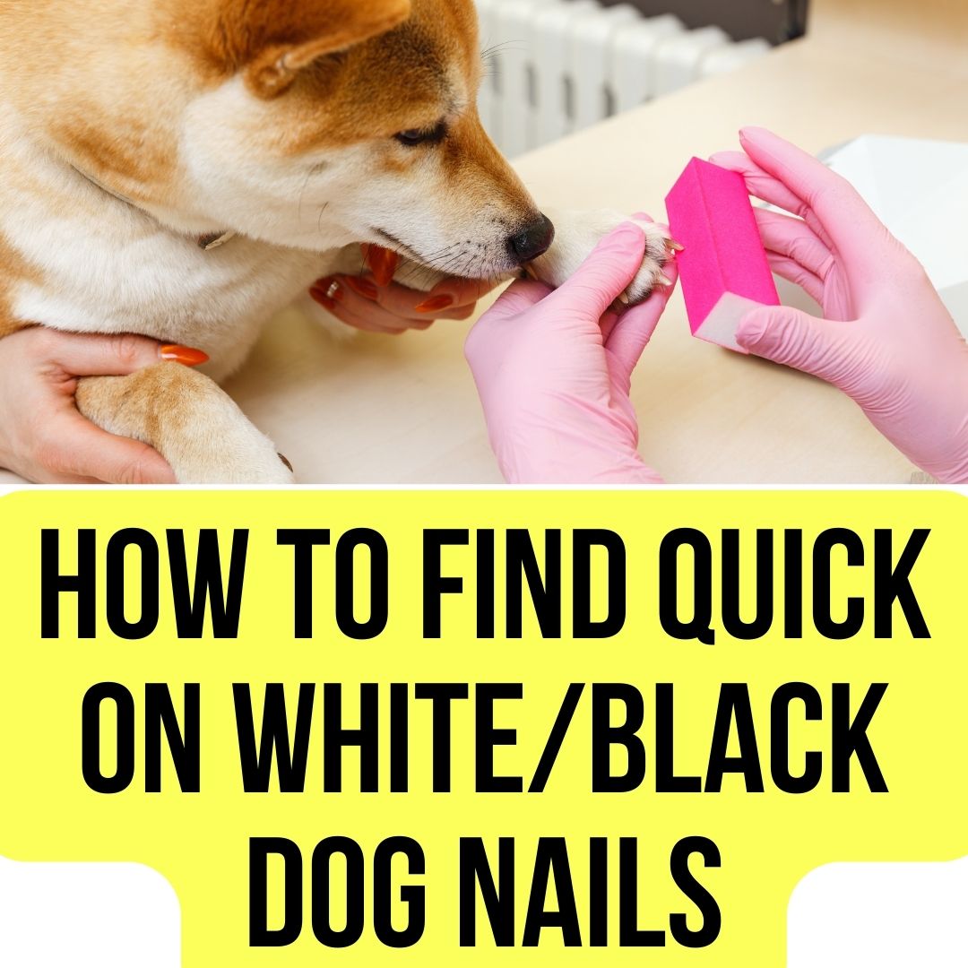 How to Find the Quick on Black Dog Nails?