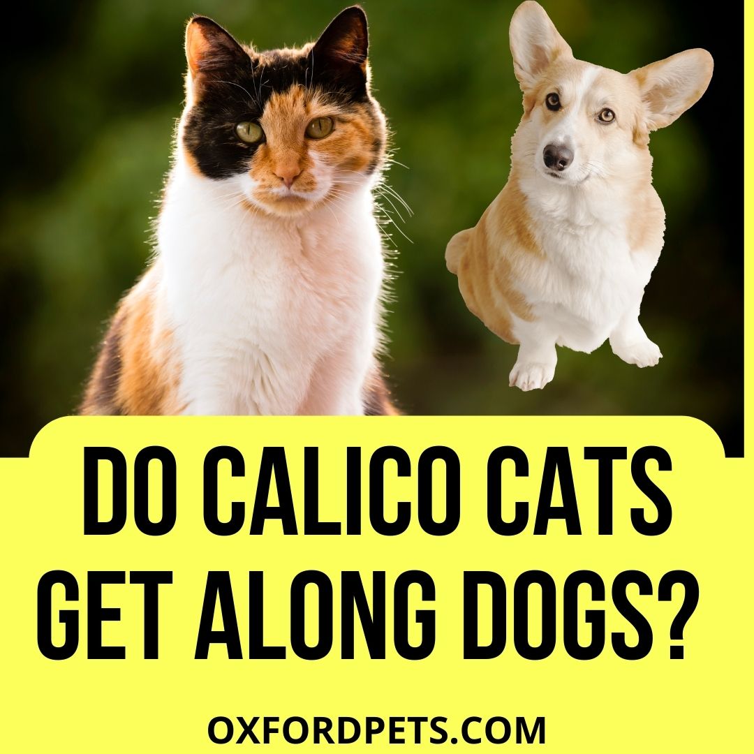 Do Calico Cats Get Along With Dogs? [5 friendly tips]