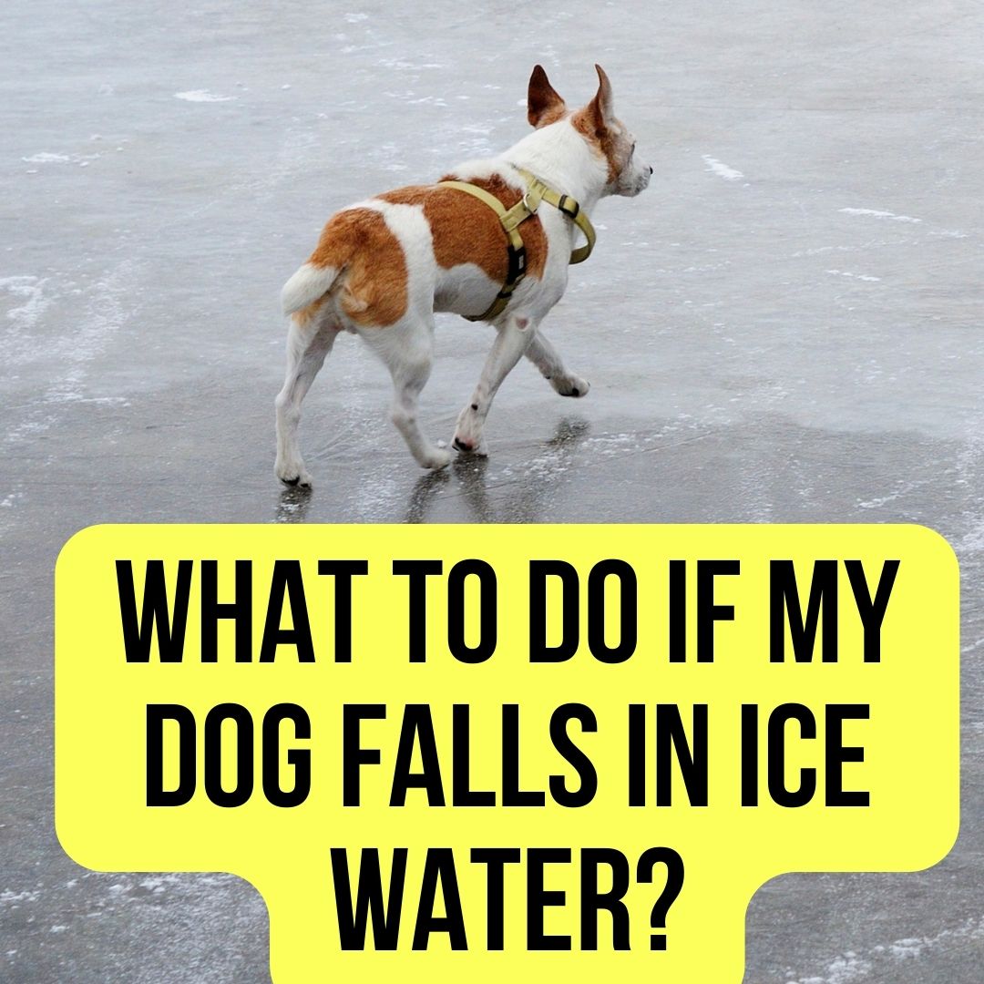 What to do if my dog falls in ice water