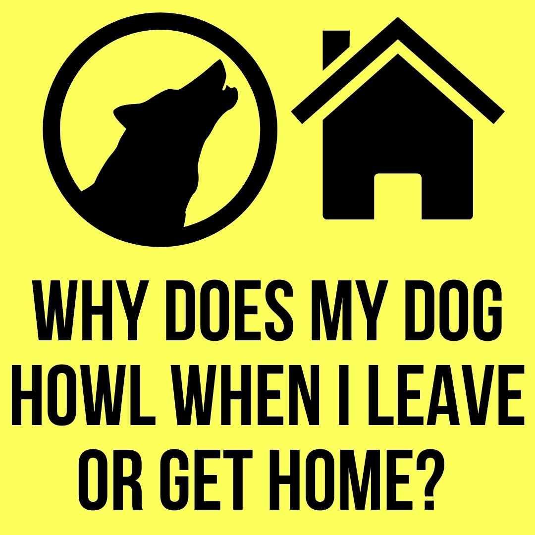 My Dog Howls When I Leave or Get Home? 3 Reasons